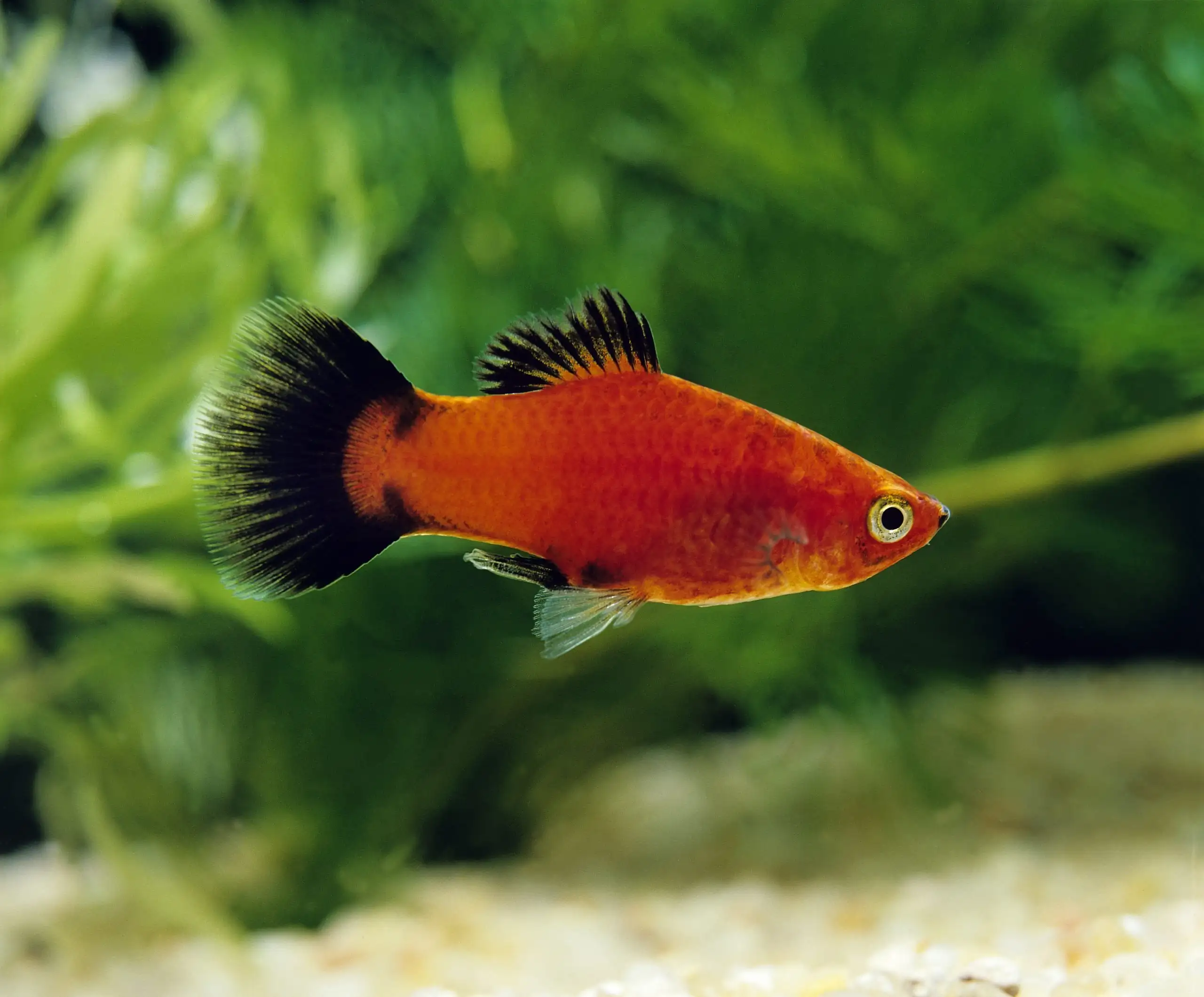 How to choose and breed fish in your aquarium